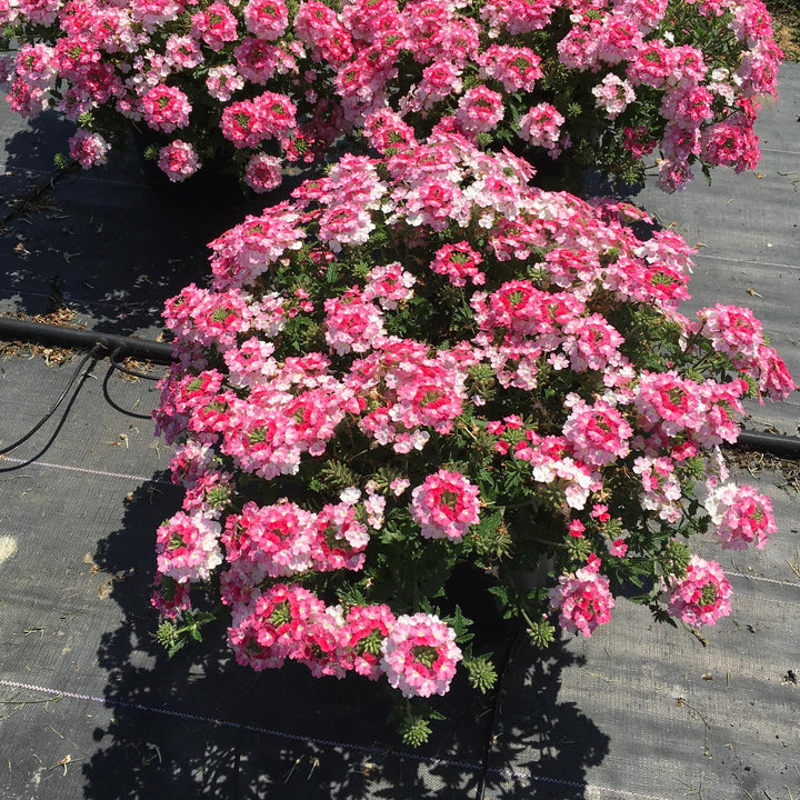 Verbena peruviana 'Balendinz' ~ EnduraScape™ Pink Fizz Verbena-ServeScape