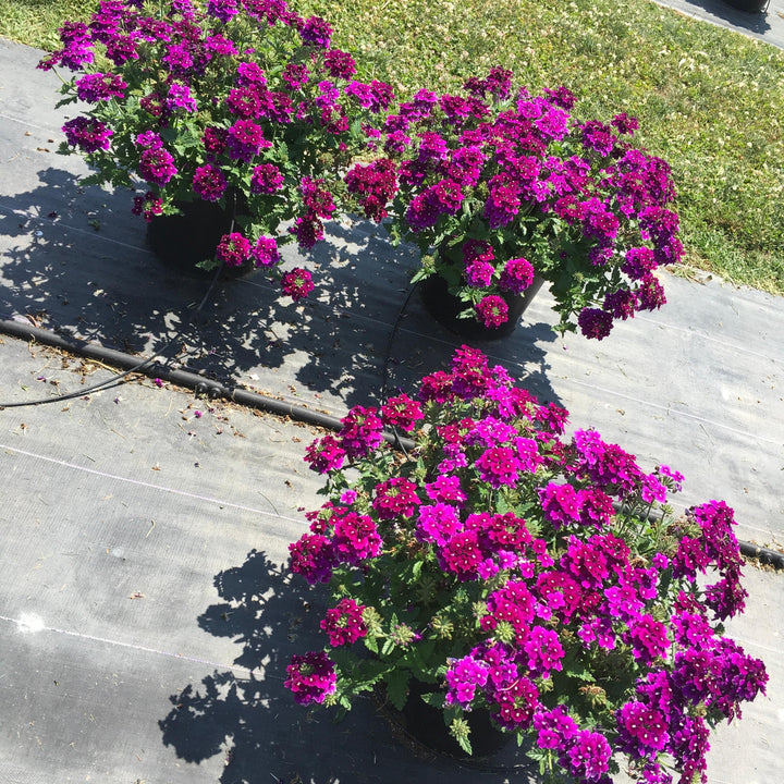 Verbena peruviana 'Balendurp' ~ EnduraScape™ Purple Verbena-ServeScape