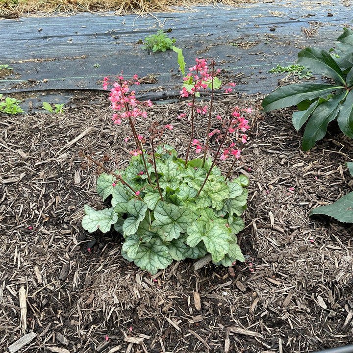 Heuchera x 'TNHEUSHI' ~ Little Cuties™ Shimmer Heuchera-ServeScape