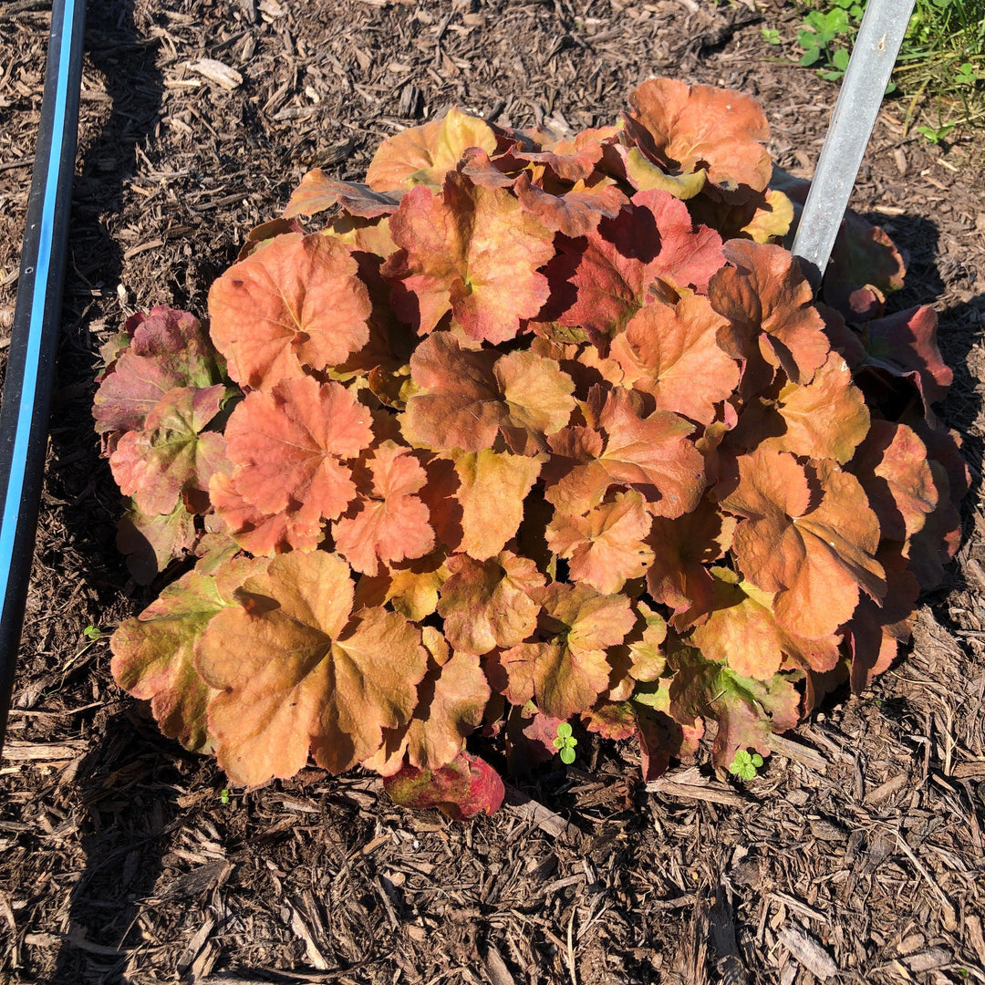 Heuchera x 'TNHEUNEA' PP #29,397 ~ Northern Exposure™ Amber Heuchera-ServeScape