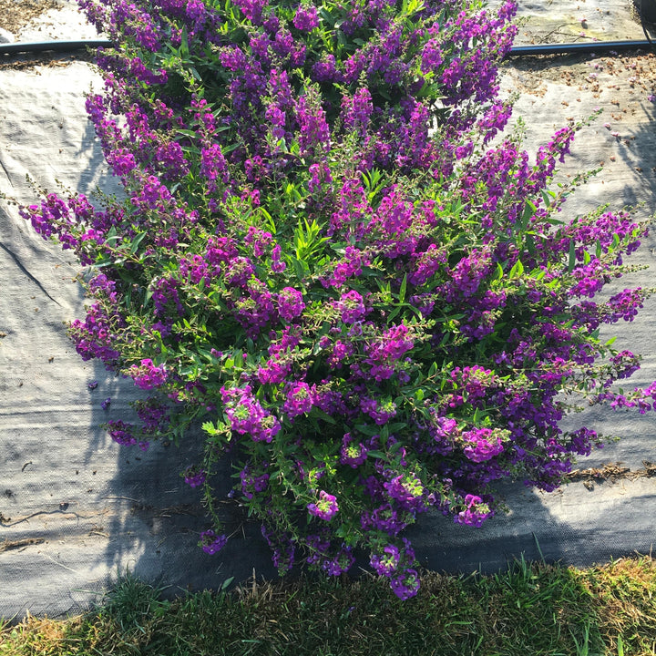 Angelonia angustifolia 'Balangsparpi' ~ AngelMist® Spreading Dark Purple Summer Snapdragon-ServeScape