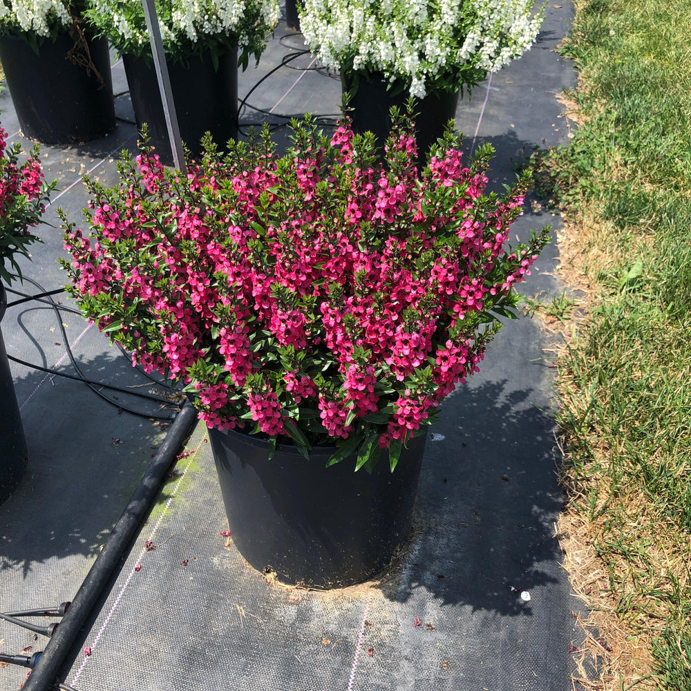 Angelonia angustifolia 'PAS1141456' ~ Serenita® Rose Summer Snapdragon-ServeScape