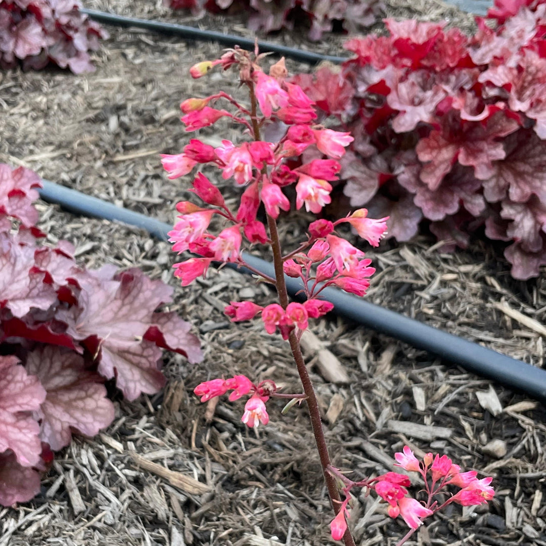 Heuchera x 'TNHEUSHI' ~ Little Cuties™ Shimmer Heuchera-ServeScape