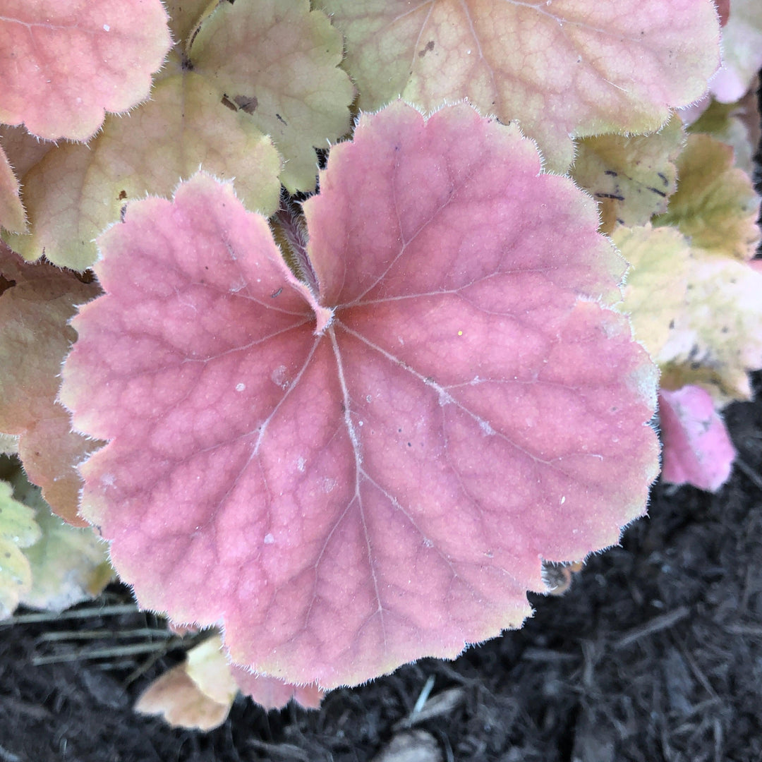 Heuchera x 'TNHEUNEA' PP #29,397 ~ Northern Exposure™ Amber Heuchera-ServeScape