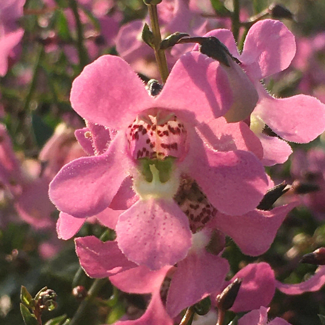 Angelonia angustifolia 'Balangspini' ~ AngelMist® Spreading Pink Summer Snapdragon-ServeScape