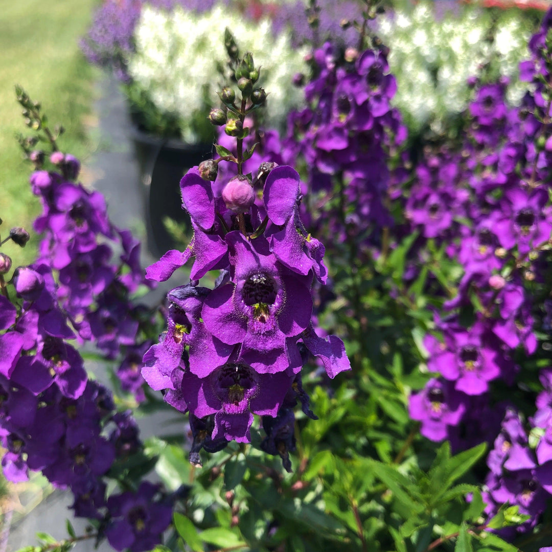 Angelonia angustifolia 'Carita Purple' ~ Carita™ Purple Summer Snapdragon-ServeScape