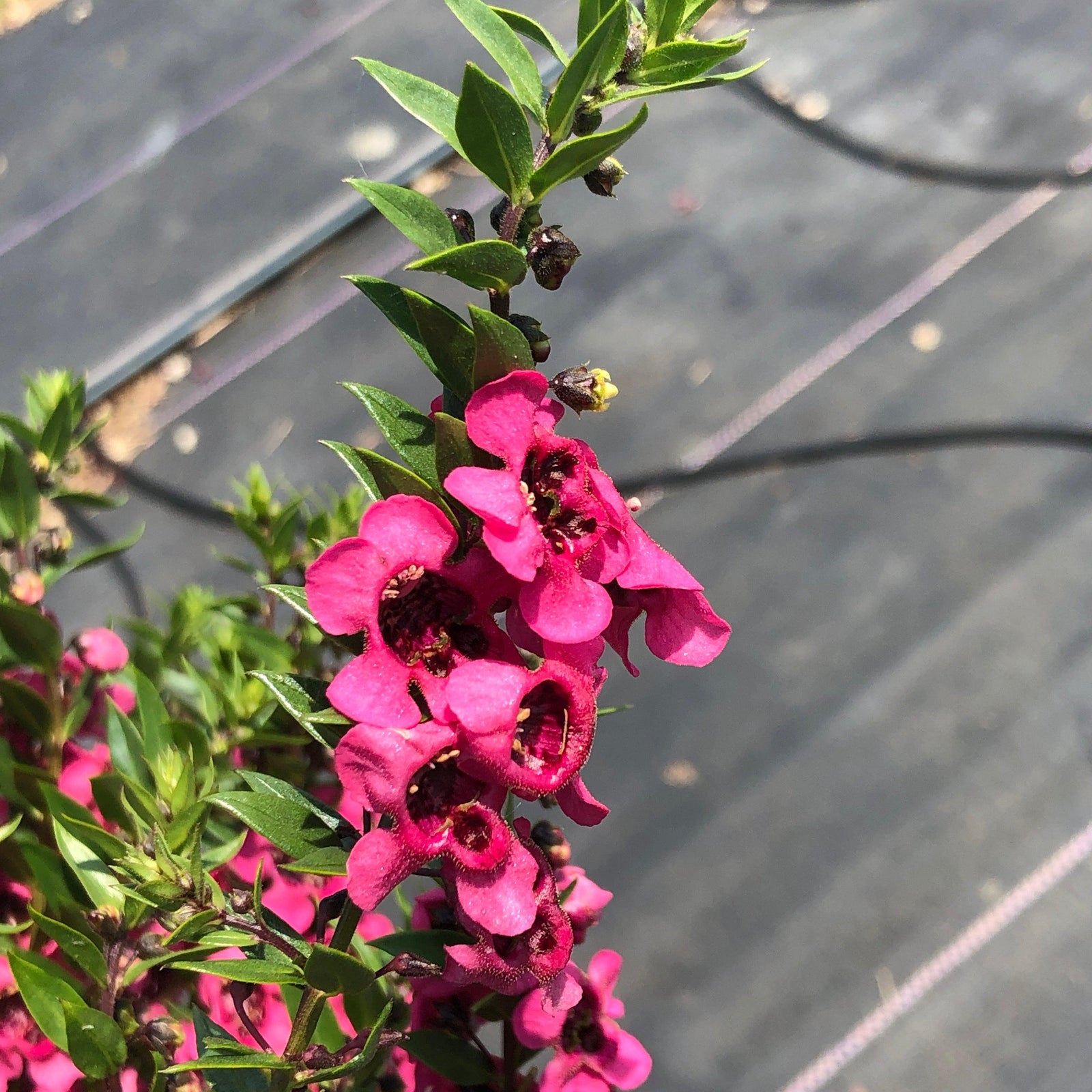 Angelonia angustifolia 'Carita Raspberry' ~ Carita™ Raspberry Summer Snapdragon-ServeScape