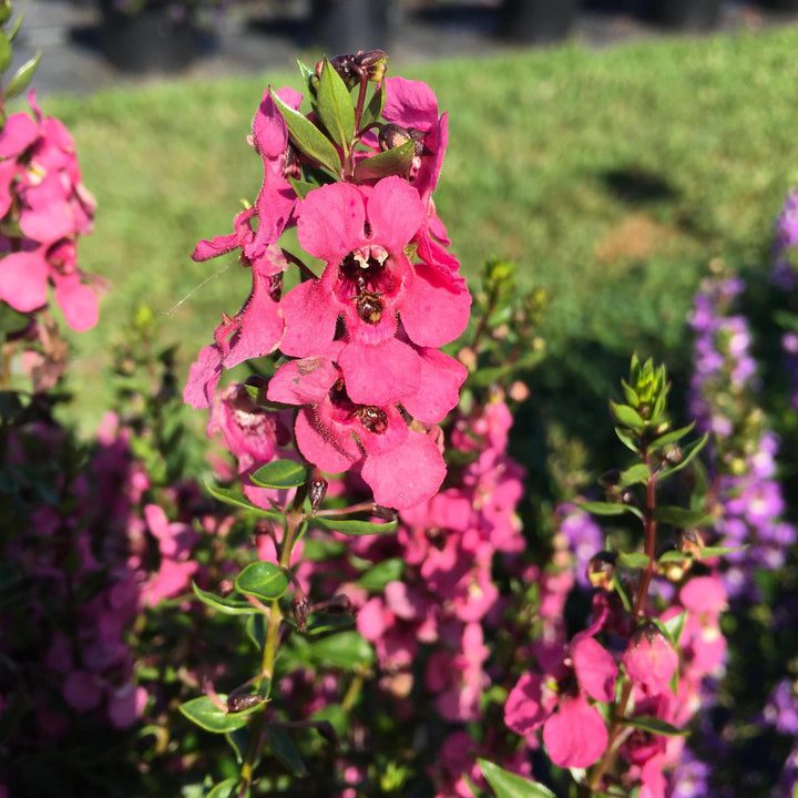 Angelonia angustifolia 'PAS1180775' ~ Serena® Rose Summer Snapdragon-ServeScape