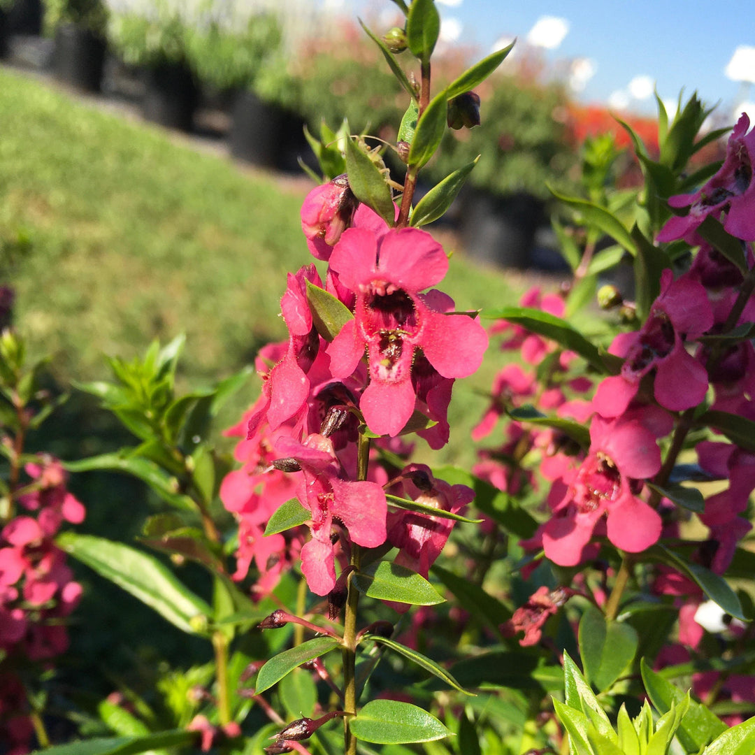 Angelonia angustifolia 'PAS1141456' ~ Serenita® Rose Summer Snapdragon-ServeScape