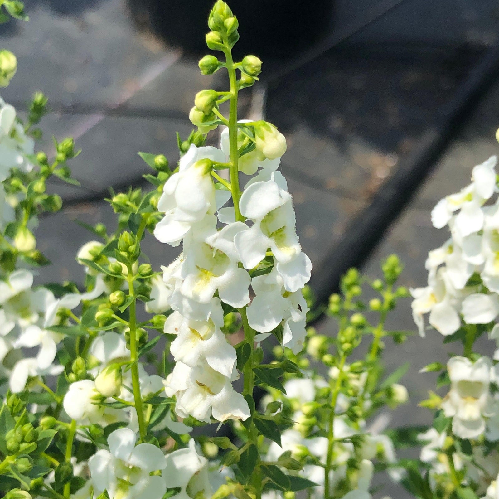 Angelonia angustifolia 'PAS811168' ~ Serenita® White Summer Snapdragon-ServeScape