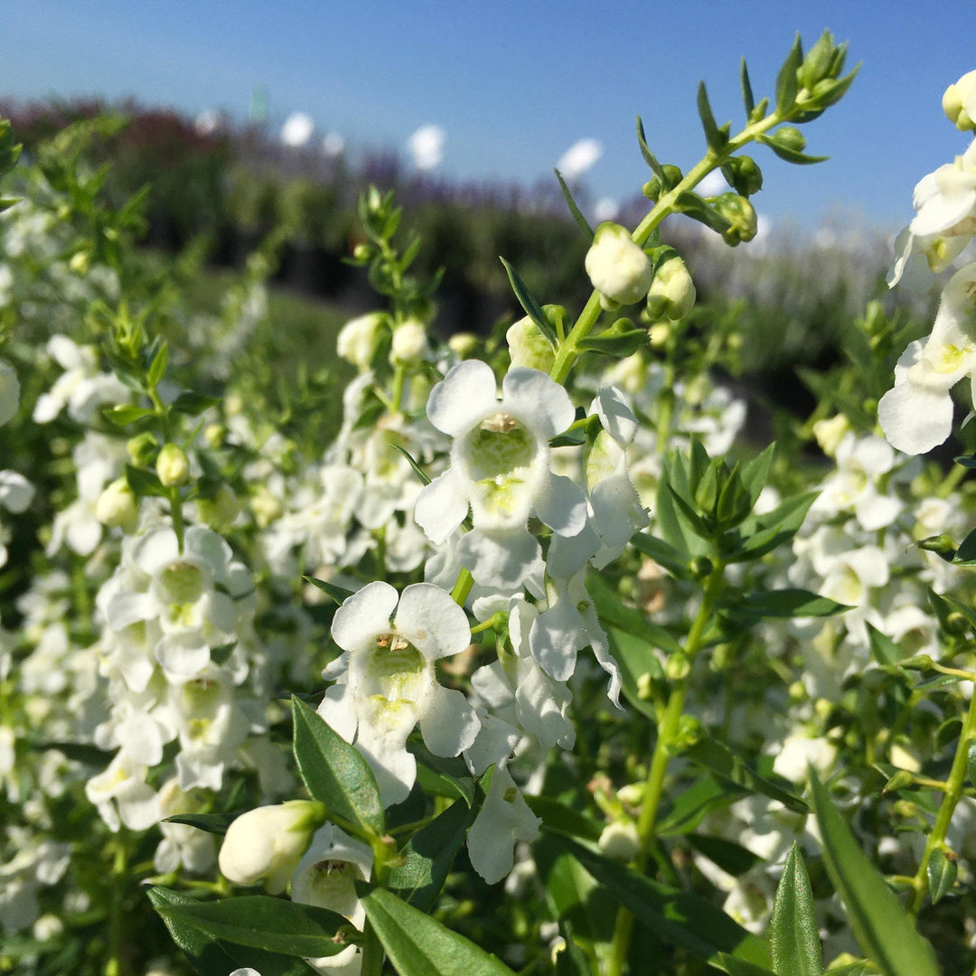 Angelonia angustifolia 'PAS811168' ~ Serenita® White Summer Snapdragon-ServeScape