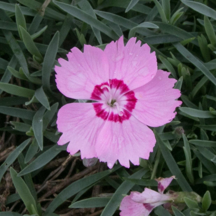 Dianthus x 'KonD1060K3' PPAF ~ Mountain Frost™ Pink Twinkle Dianthus-ServeScape