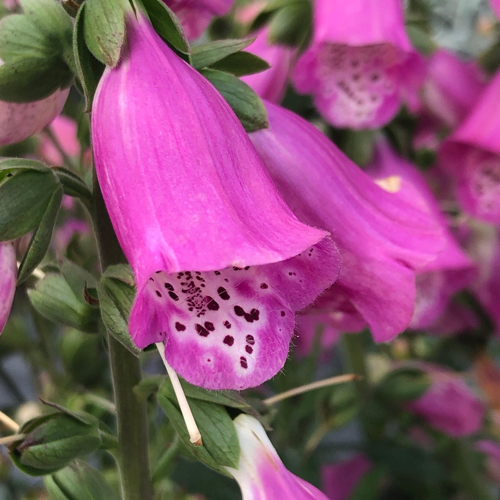 Digitalis x 'Pink Panther'~ Pink Panther Foxglove-ServeScape