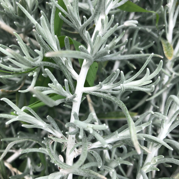 Helichrysum italicum 'Silver Threads' ~ Silver Threads Curry Plant-ServeScape