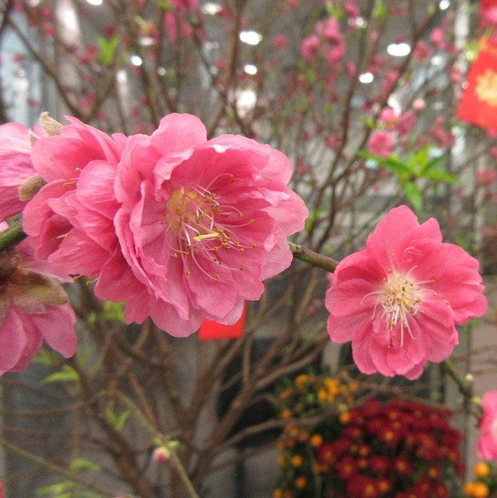 Prunus persica 'Pink Cascade' ~ Pink Cascade Weeping Peach-ServeScape