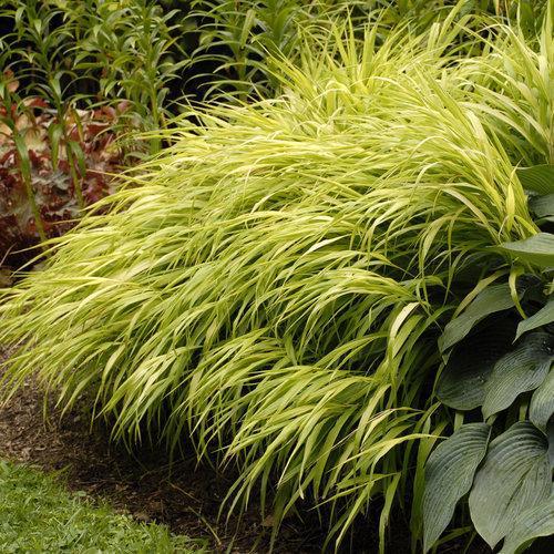 Hakonechloa macra 'All Gold' ~ All Gold Japanese Forest Grass, Hakone Grass - Delivered By ServeScape