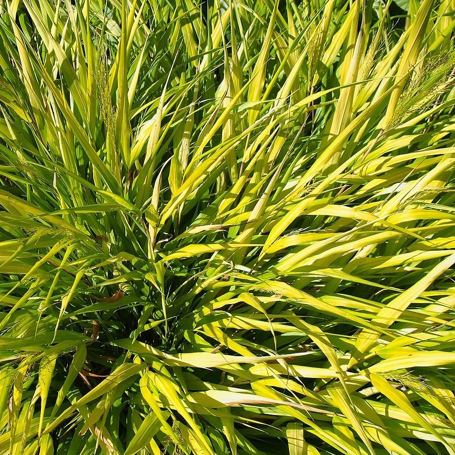 Hakonechloa macra 'All Gold' ~ All Gold Japanese Forest Grass, Hakone Grass-ServeScape