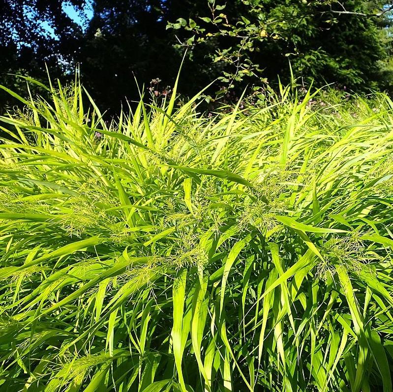 Hakonechloa macra 'All Gold' ~ All Gold Japanese Forest Grass, Hakone Grass-ServeScape