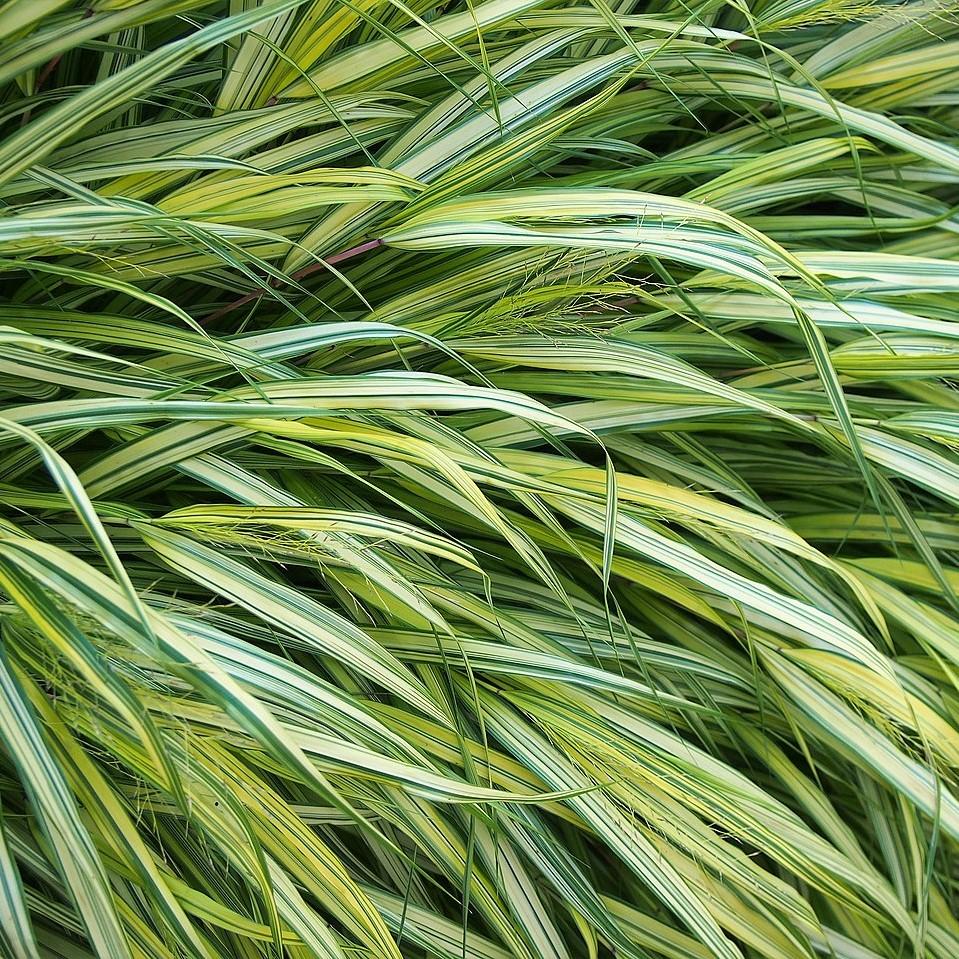 Hakonechloa macra 'Aureola' ~ Golden Japanese Forest Grass, Hakone Grass-ServeScape