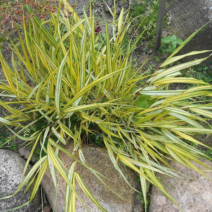 Hakonechloa macra 'Aureola' ~ Golden Japanese Forest Grass, Hakone Grass-ServeScape