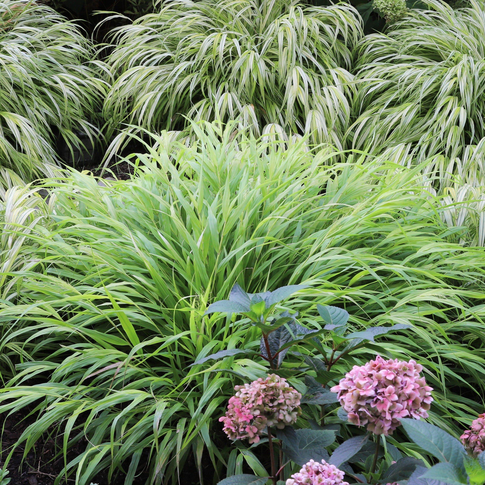 Hakonechloa macra ~ Japanese Forest Grass, Hakone Grass-ServeScape