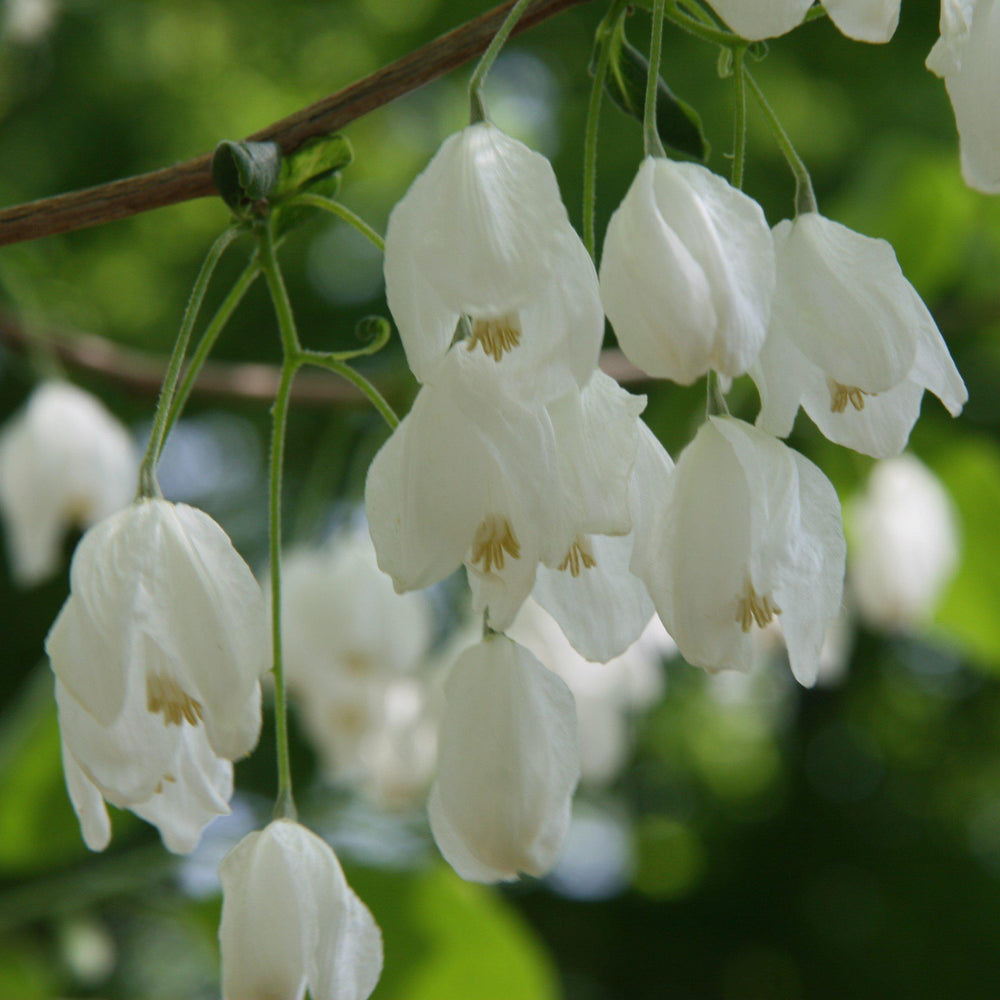 Halesia diptera var. magniflora ~ Two-Wing Silverbell, American Snowdrop Tree - Delivered By ServeScape