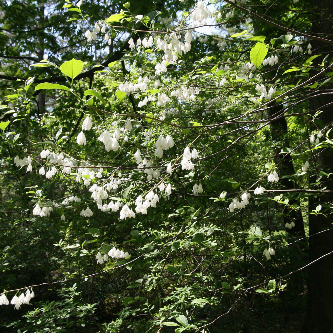 Halesia diptera var. magniflora ~ Two-Wing Silverbell, American Snowdrop Tree - Delivered By ServeScape