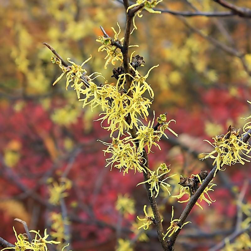 Hamamelis virginiana ~ Witch Hazel-ServeScape