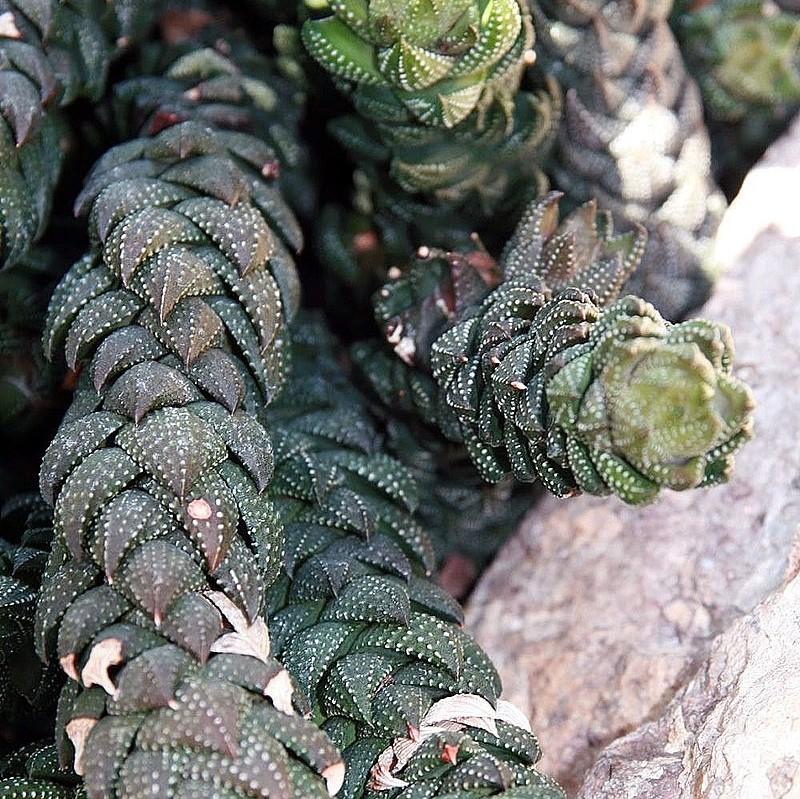 Haworthia coarctata ~ Zebra Cactus-ServeScape