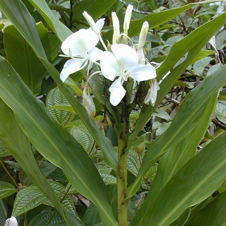 Hedychium coronarium ~ Ginger Lily, Garland Lily