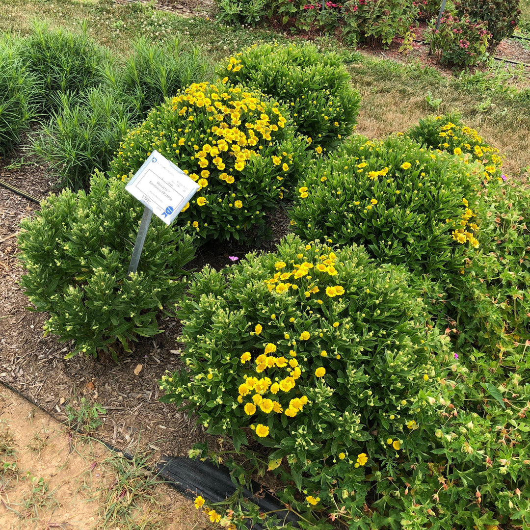 Helenium 'Sombrero' ~ Mariachi™ Sombrero Sneezeweed-ServeScape