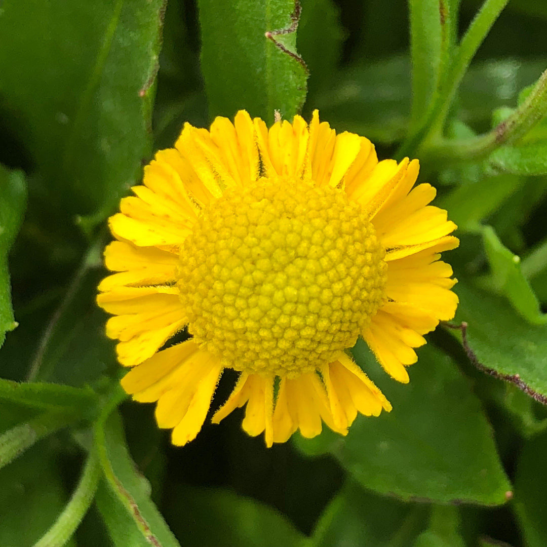 Helenium 'Sombrero' ~ Mariachi™ Sombrero Sneezeweed-ServeScape