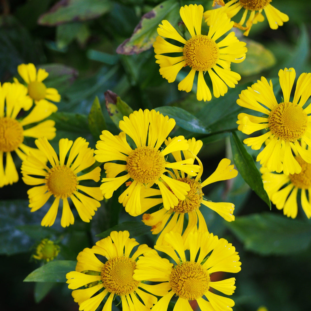 Helenium 'Sombrero' ~ Mariachi™ Sombrero Sneezeweed - Delivered By ServeScape