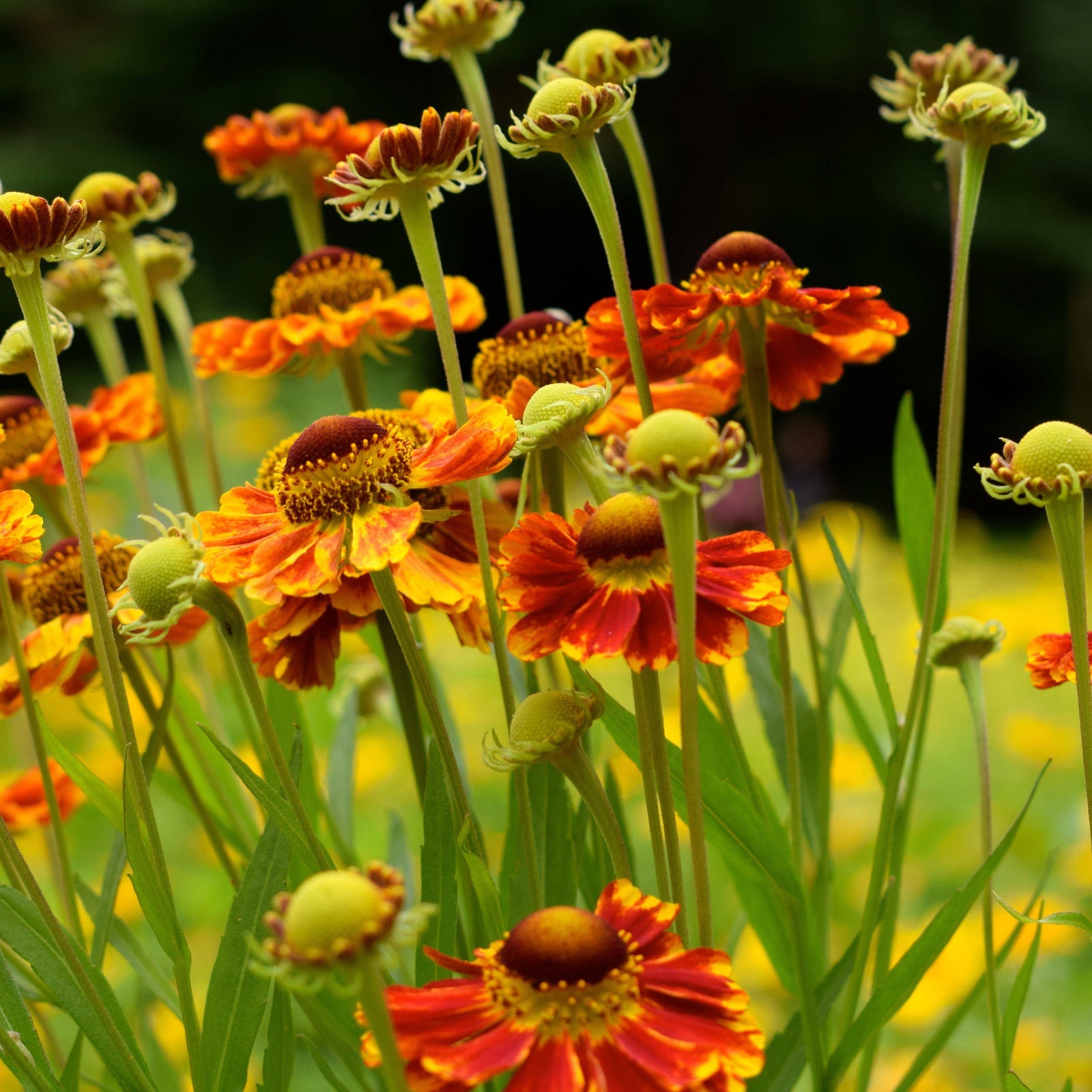 Helenium autumnale 'Mariachi 'Fuego' ~ Mariachi™ Fuego Sneezeweed - Delivered By ServeScape