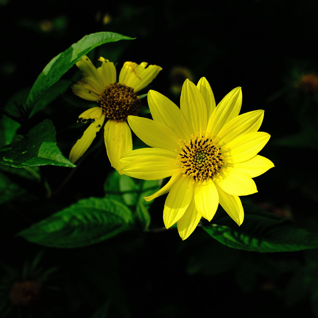 Helianthus 'Lemon Queen' ~ Lemon Queen Sunflower-ServeScape