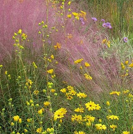 Helianthus angustifolius 'First Light' pp13150 ~ 'First Light' Swamp Sunflower