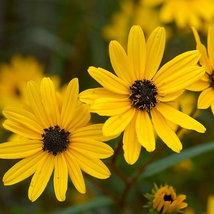 Helianthus angustifolius 'First Light' pp13150 ~ 'First Light' Swamp Sunflower