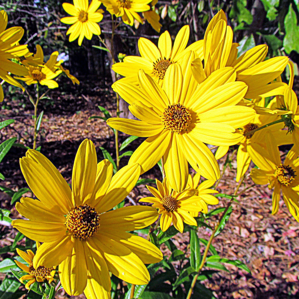 Helianthus angustifolius ~ Swamp Sunflower-ServeScape