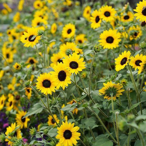 Helianthus hybrid ‘suncredible yellow’ ~ Suncredible® Yellow Sunflower-ServeScape