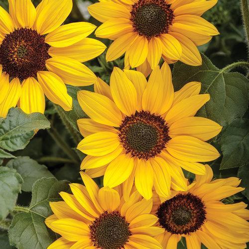 Helianthus hybrid ‘suncredible yellow’ ~ Suncredible® Yellow Sunflower-ServeScape
