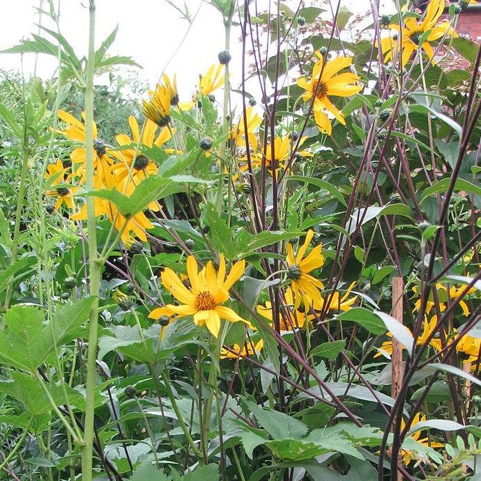 Helianthus atrorubens ~ Purpledisc Sunflower-ServeScape
