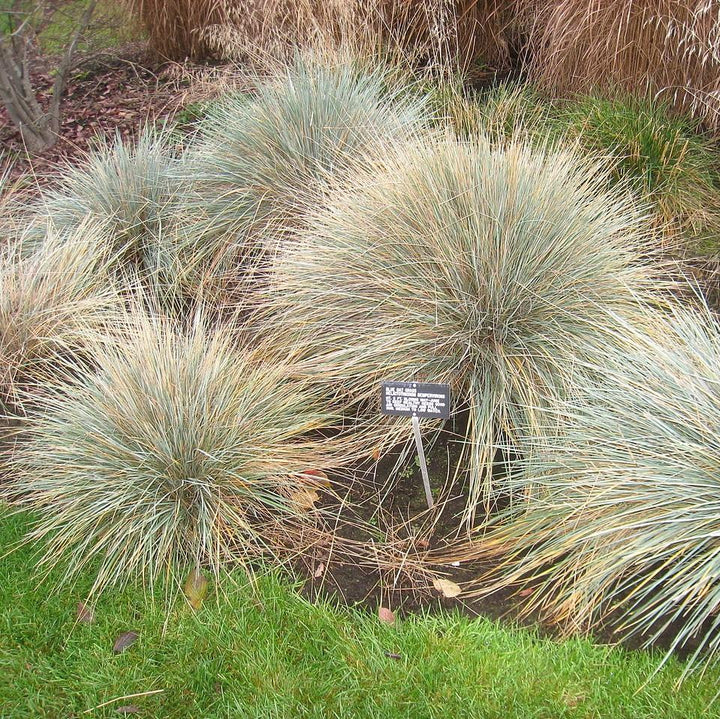 Helictotrichon sempervirens ~ Blue Oat Grass-ServeScape