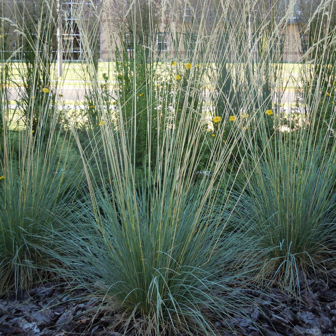 Helictotrichon sempervirens ~ Blue Oat Grass - Delivered By ServeScape