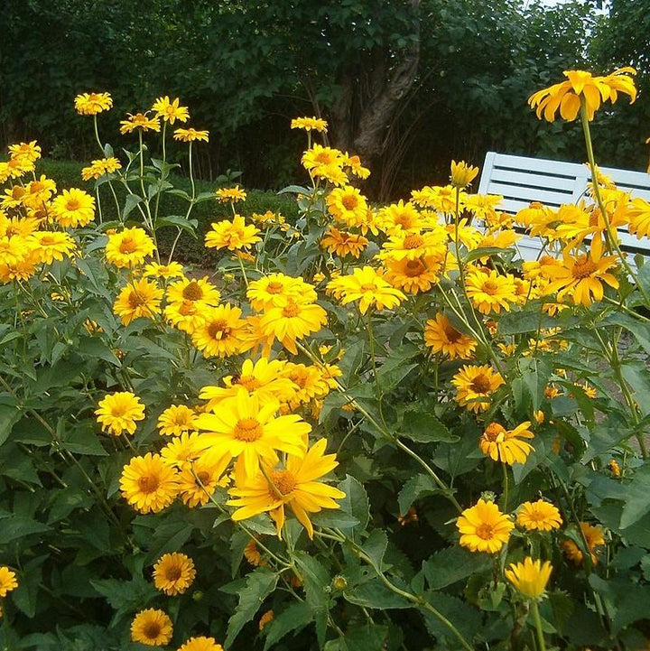 Heliopsis helianthoides var. scabra 'Sommersonne' ~ Summer Sun False Sunflower-ServeScape