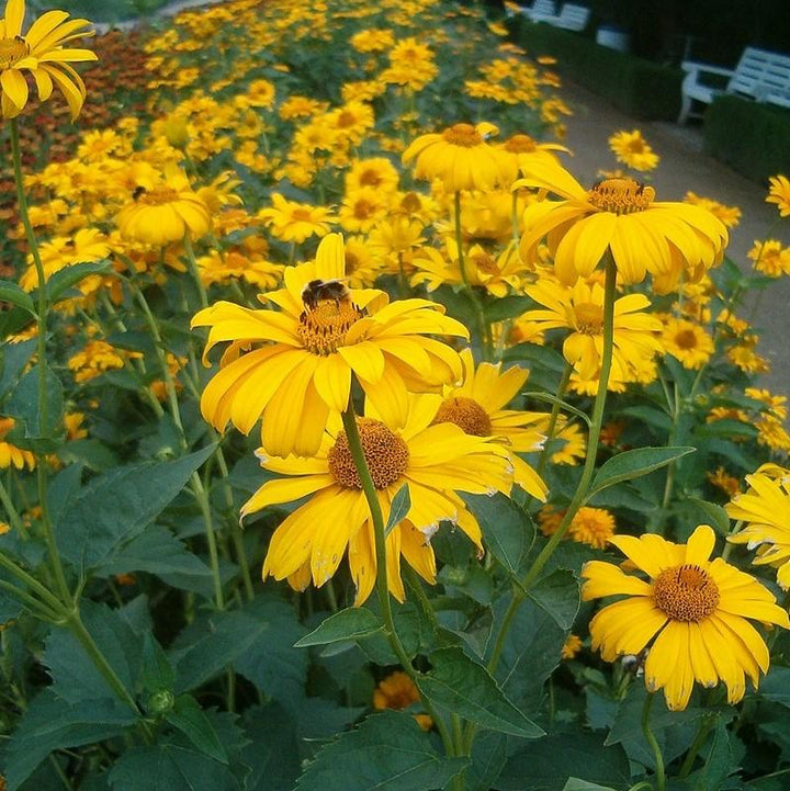 Heliopsis helianthoides var. scabra 'Sommersonne' ~ Summer Sun False Sunflower-ServeScape