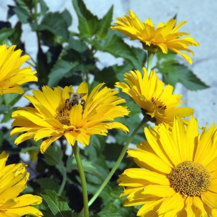Heliopsis helianthoides var. scabra 'Sommersonne' ~ Summer Sun False Sunflower - Delivered By ServeScape