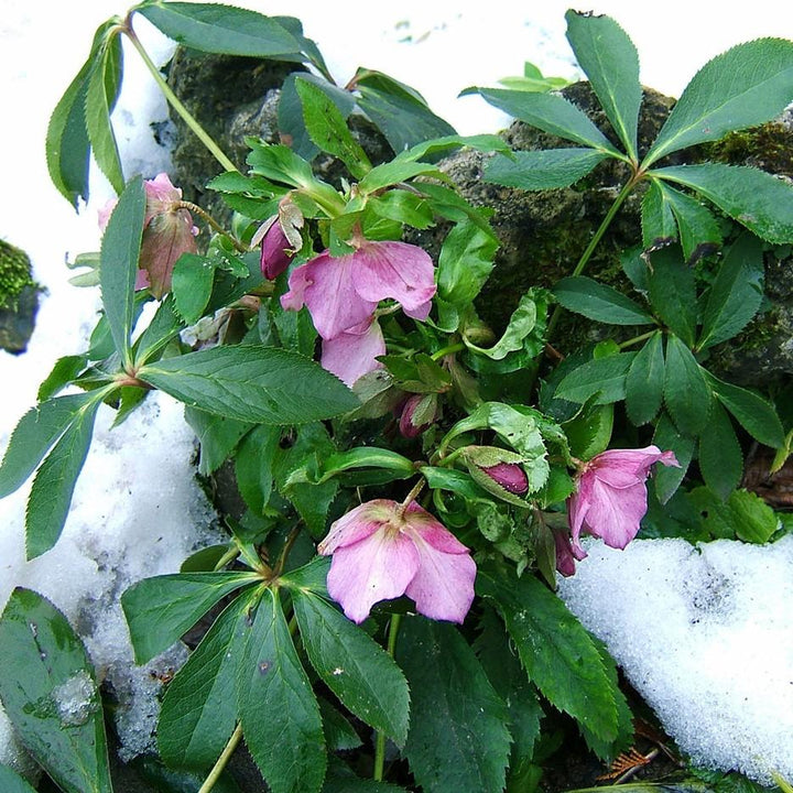 Helleborus 'Cherry Blossom' ~ Winter Jewels® Cherry Blossom Lenten Rose-ServeScape