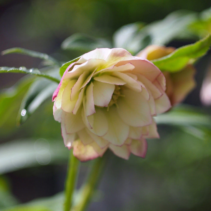 Helleborus 'Golden Lotus' ~ Winter Jewels® Golden Lotus Lenten Rose-ServeScape