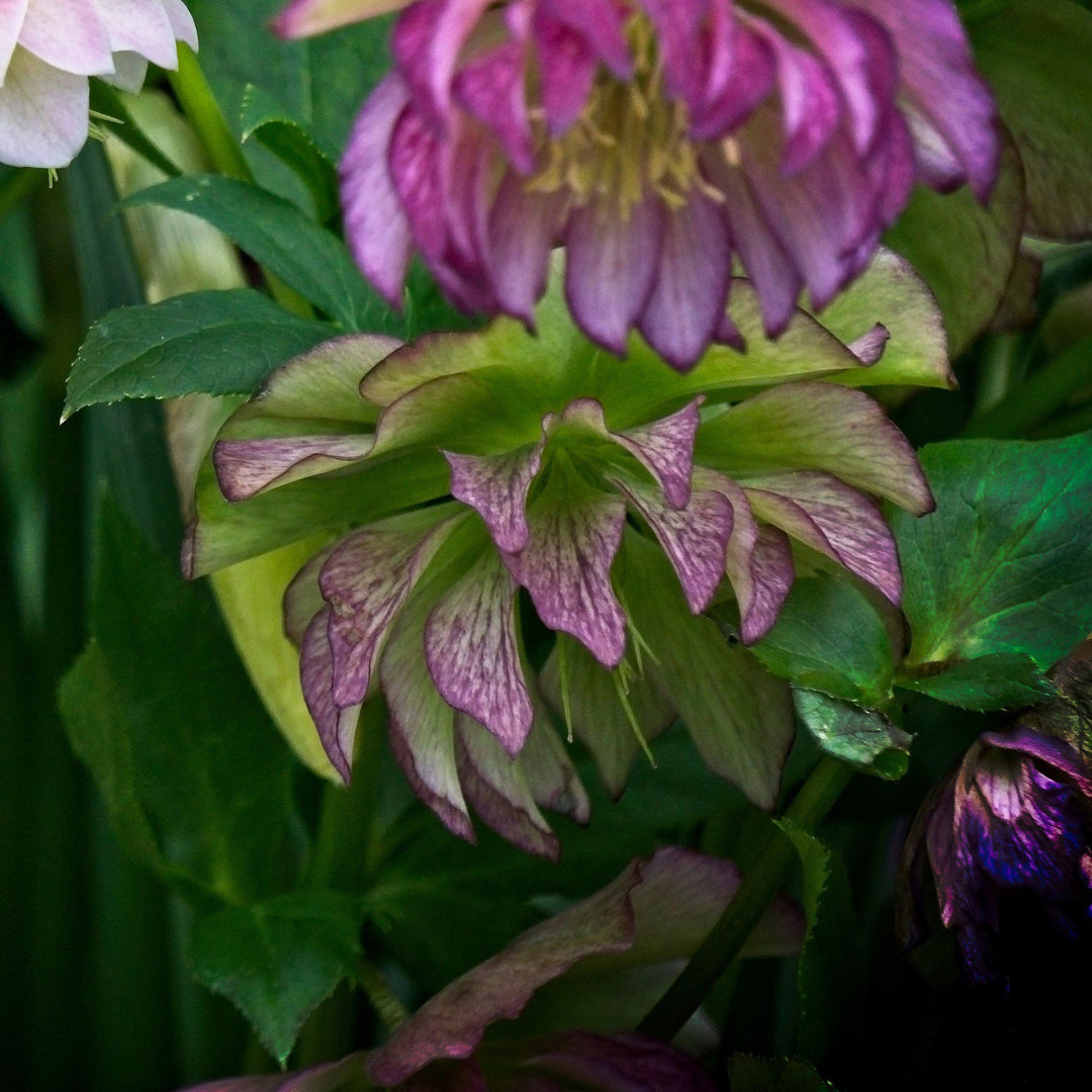 Helleborus 'Jade Tiger' ~ Winter Jewels® Jade Tiger Lenten Rose-ServeScape