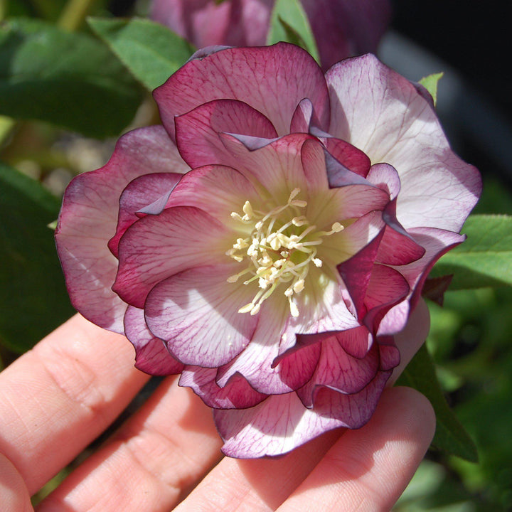 Helleborus 'Peppermint Ice' ~ Winter Jewels® Peppermint Ice Lenten Rose - Delivered By ServeScape